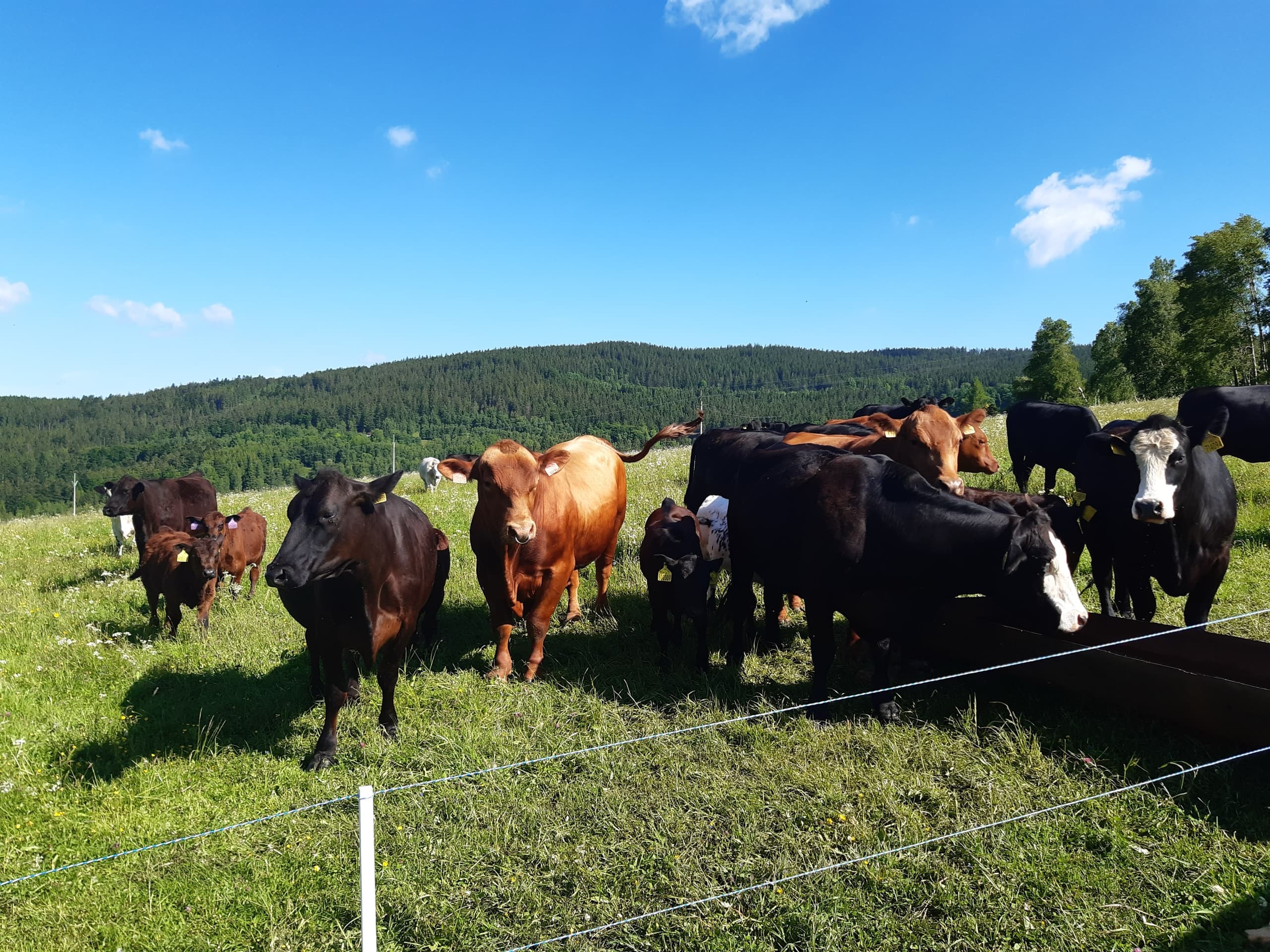 Stádo masného skotu s telaty na letní pastvině za elektrickým ohradníkem